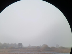 2023-11-25 - Oostvaardersplassen
