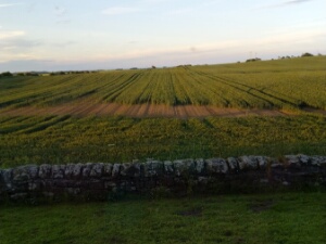 2024-06-19 - Engeland