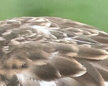 folderimage
