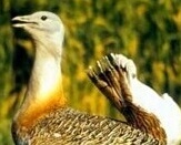 folderimg@2x
