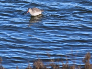 2026-01-24 Zeeland