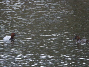 2026-03-28 Amsterdamse Waterleiding Duinen