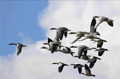 Ganzen in volle vlucht