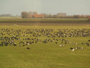 Grote groepen ganzen
