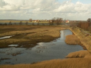 Zwarte wolk van ganzen