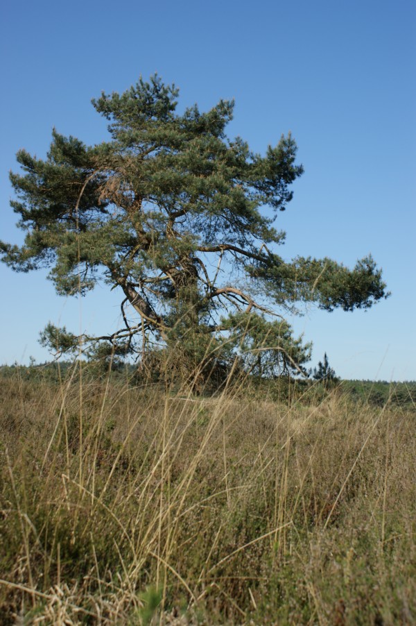 Leersumer Veld - Vliegden