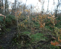 2024-12-07 09h57 Spookverlaat - - C=Bramen snoeien - Margot Klingers