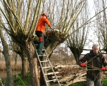2025-2026 Spookverlaat - C=Een hele mooie knotwilg - Margot Klingers