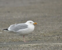 2020-01-25 14h46m51 - Zeeland - Ganzenexcursie - GvK Zilvermeeuw