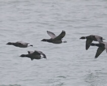 2020-01-25 15h10m04 - Zeeland - Ganzenexcursie - GvK Rotganzen in snelle vlucht