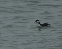 2020-01-25 15h34m31 - Zeeland - Ganzenexcursie - GvK