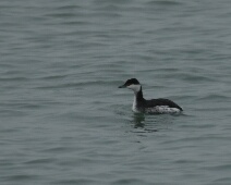 2020-01-25 15h35m29 - Zeeland - Ganzenexcursie - GvK