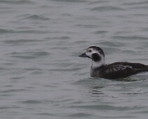 2020-01-25 15h35m34 - Zeeland - Ganzenexcursie - GvK