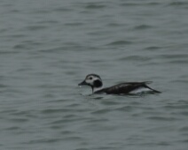 2020-01-25 15h37m27 - Zeeland - Ganzenexcursie - GvK