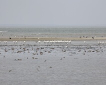 2023-10-07 16h19m15 Texel - Lepelaars - Gerda van der Meer
