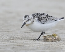 2023-10-08 10h27m06 Texel - Drieteen Strandloper - Gerda van der Meer