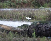 2023-10-21 Driemanspolder - Kleine Zilverreiger - Johan