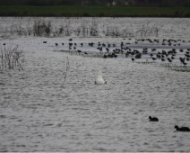 2023-10-21 Driemanspolder - Veel vogels - Johan