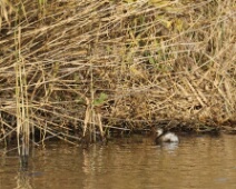 2023-11-25 12h18m08 Oostvaardersplassen - Dodaars - Gerda van der Meer