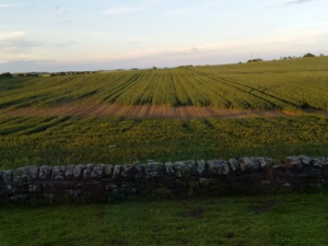 2024-06-19 - Engeland