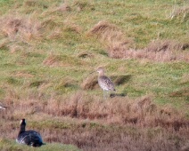 2025-01-25 13h33m11 Zeeland - Wulp - Angel in t Veld