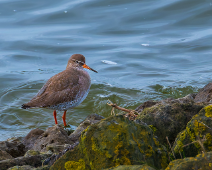 2025-01-25 Zeeland - Tureluur - Frank Verheij