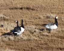 2026-01-24 Zeeland - Brandgans - Maaike S