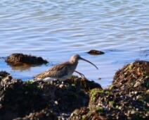 2026-01-24 Zeeland - Wulp - Maaike S