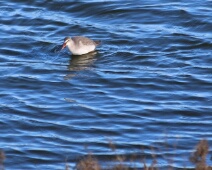 2026-01-24 Zeeland - Zwarte Ruiter - Maaike S