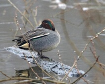 2026-03-08 Polder Poelgeest - Wintertaling - Jos Gerrese