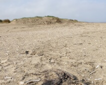 2026-03-10 Goeree - Geelkruinkwak - C=Let op de dolkvormige snavel - Ken Kraaijeveld