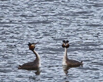 2026-03-28 Amsterdamse Waterleiding Duinen - Fuut - Jos Vester