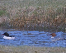 2026-03-28 Amsterdamse Waterleiding Duinen - Grote Zaagbek - C=Man en vrouw - Jos Vester