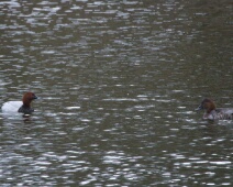 2026-03-28 Amsterdamse Waterleiding Duinen - Tafeleend - C=Man en vrouw - Jos Vester
