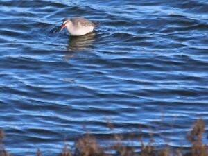 2026-01-24 Zeeland