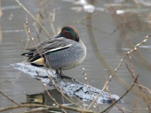 2026-03-08 Polder Poelgeest