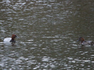 2026-03-28 Amsterdamse Waterleiding Duinen