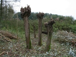 2013-11-02-Natuurwerkdag