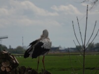 2024-03-29 Spookverlaat - Ooievaar - C=Nest - Margot Klingers (2)