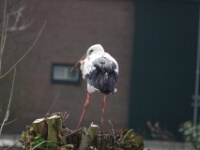 2024-03-29 Spookverlaat - Ooievaar - C=Nest - Margot Klingers (3)
