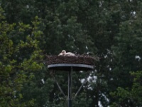 2024-05-26 Spookverlaat - Ooievaar - C=Nest - Margot Klingers (1)