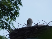 2024-05-26 Spookverlaat - Ooievaar - C=Nest - Margot Klingers (2)
