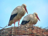 050601 Spookverlaat - Ooievaar - AdG