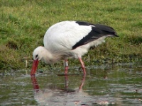 060118 Spookverlaat - Ooievaar - AdG