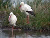 060123 Spookverlaat - Ooievaar - AdG