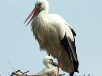 060602 Spookverlaat - Ooievaar - AdG