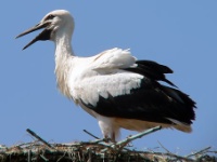 060704 Spookverlaat - Ooievaar - AdG