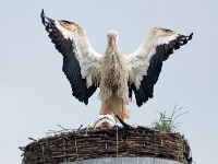 070618 Spookverlaat - Ooievaar - AdG