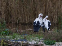 121102 Spookverlaat - Ooievaar - AdG
