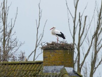 2014-03-24 Spookverlaat - Ooievaar - Adri de Groot